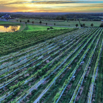 Mark Houde-Gouveia Vineyards, Wallingford CT